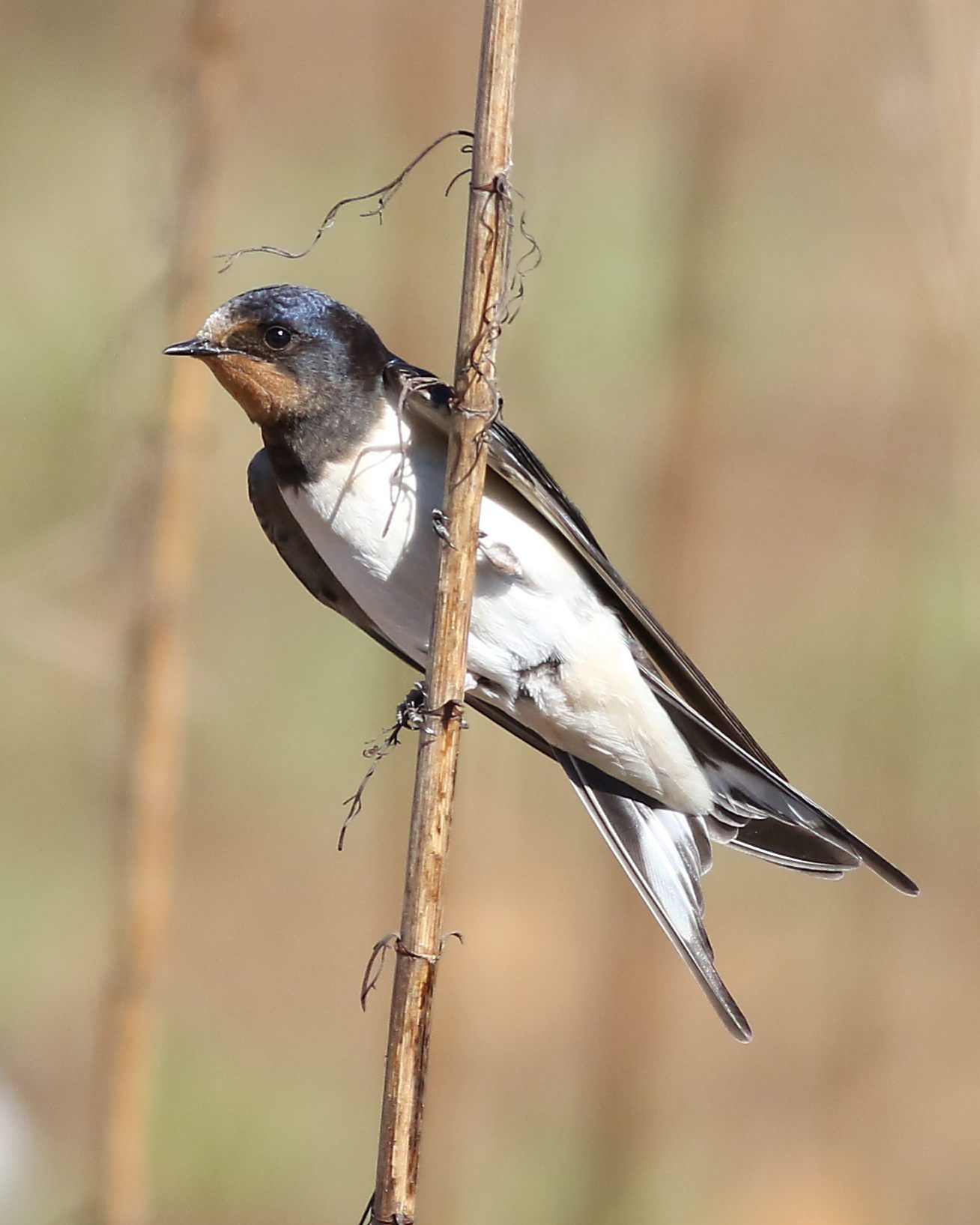 Golondrina posada en una rama